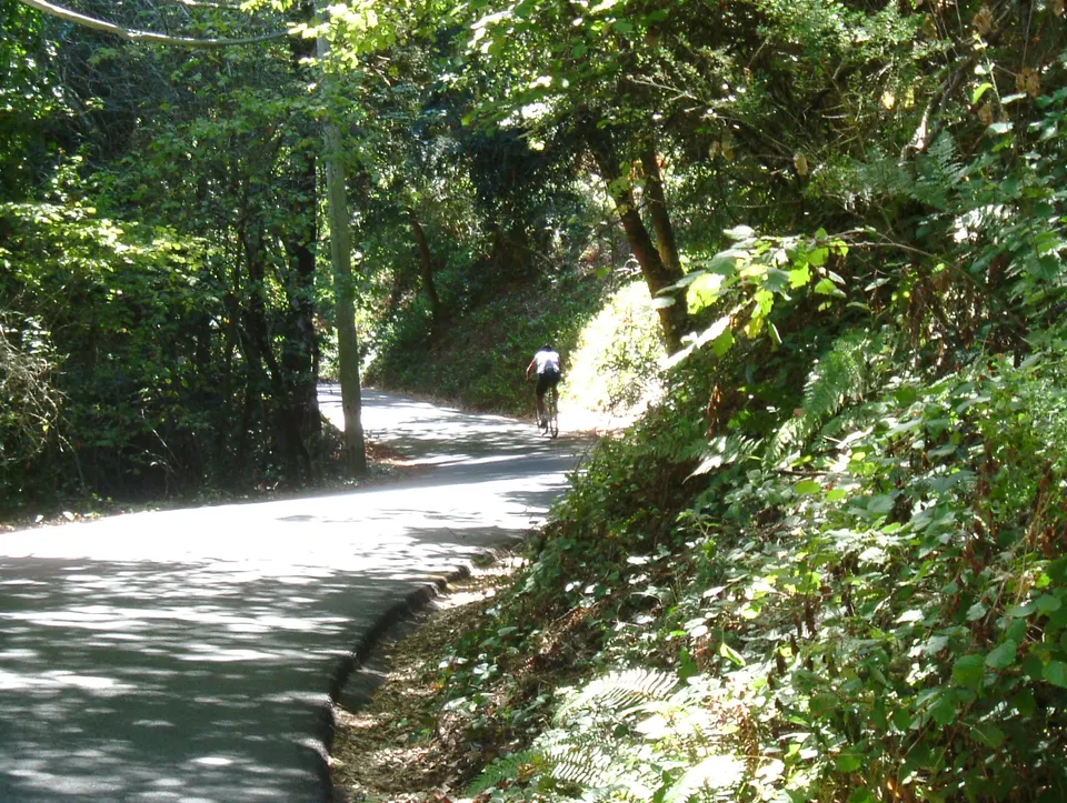 Coast and Forest Loop photo 2